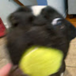 Meet your Posher, Ronan